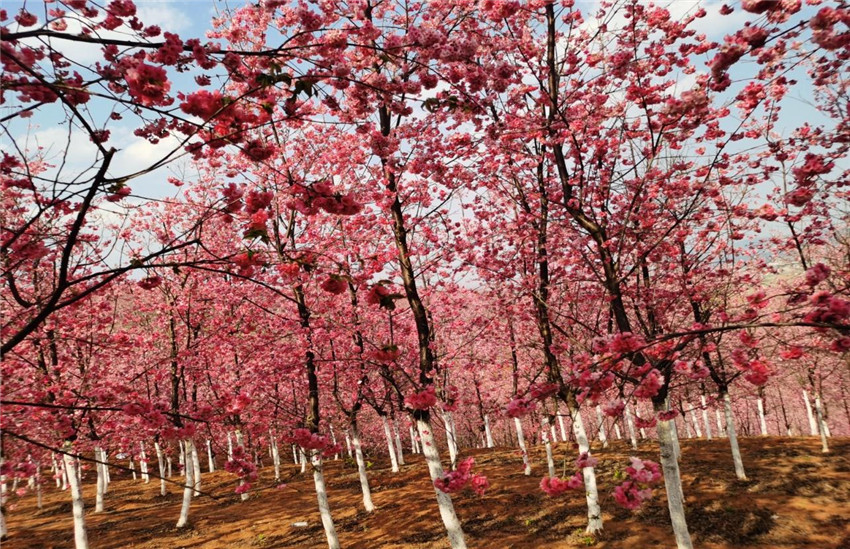 腾博汇游戏官网·(中国)专业服务,诚信为本